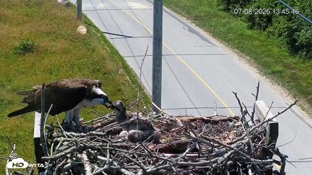 Fishers Island Middle Farms Ospreys Live Webcam - Jul 8, 2026, 2:07pm EDT