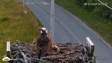 Fishers Island Middle Farms Ospreys Live Webcam - Jun 25, 2026, 7:03pm EDT