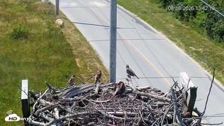 Fishers Island Middle Farms Ospreys Live Webcam - Aug 16, 2026, 1:43pm EDT