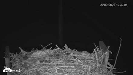 Fishers Island Middle Farms Ospreys Live Webcam - Sep 9, 2026, 7:31pm EDT