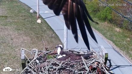 Fishers Island Middle Farms Ospreys Live Webcam - May 3, 2026, 11:08am EDT