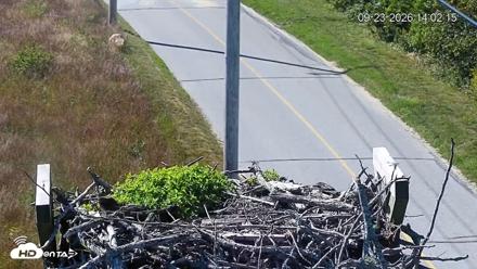 Fishers Island Middle Farms Ospreys Live Webcam - Sep 23, 2026, 2:02pm EDT