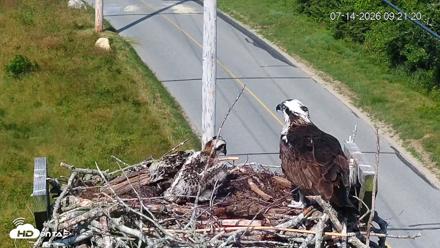 Fishers Island Middle Farms Ospreys Live Webcam - Jul 14, 2026, 9:22am EDT