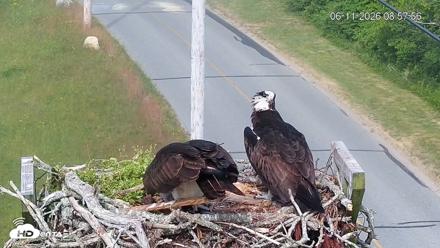 Fishers Island Middle Farms Ospreys Live Webcam - Jun 11, 2026, 8:58am EDT