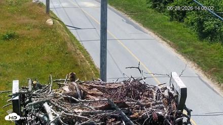 Fishers Island Middle Farms Ospreys Live Webcam - Jun 28, 2026, 2:01pm EDT