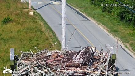 Fishers Island Middle Farms Ospreys Live Webcam - Jul 15, 2026, 9:25am EDT
