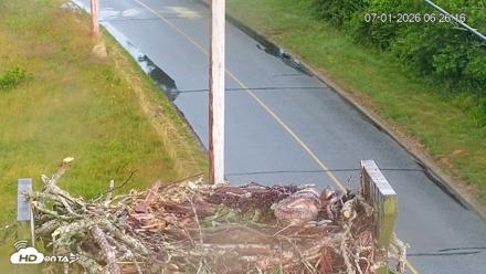 Fishers Island Middle Farms Ospreys Live Webcam - Jul 1, 2026, 6:27am EDT