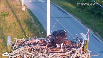 Fishers Island Middle Farms Ospreys Live Webcam - Jul 15, 2026, 12:49pm EDT