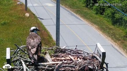 Fishers Island Middle Farms Ospreys Live Webcam - Jun 15, 2026, 2:08pm EDT