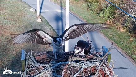 Fishers Island Middle Farms Ospreys Live Webcam - Apr 28, 2026, 7:56am EDT