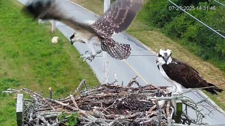 Fishers Island Middle Farms Ospreys Live Webcam - Jul 27, 2025, 3:20pm EDT