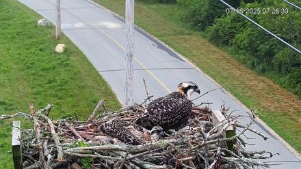 Fishers Island Middle Farms Ospreys Live Webcam - Jul 16, 2025, 7:37am EDT