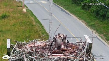 Fishers Island Middle Farms Ospreys Live Webcam - Jul 16, 2026, 6:07am EDT