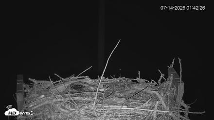 Fishers Island Middle Farms Ospreys Live Webcam - Jul 14, 2026, 1:43am EDT