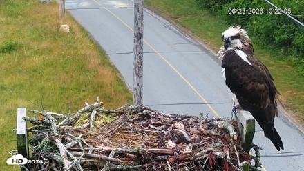 Fishers Island Middle Farms Ospreys Live Webcam - Jun 23, 2026, 10:22am EDT