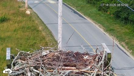Fishers Island Middle Farms Ospreys Live Webcam - Jul 18, 2026, 8:50am EDT