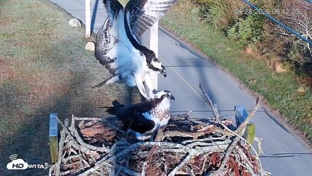 Fishers Island Middle Farms Ospreys Live Webcam - Apr 28, 2026, 7:51am EDT