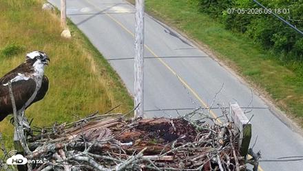Fishers Island Middle Farms Ospreys Live Webcam - Jul 5, 2026, 9:19am EDT