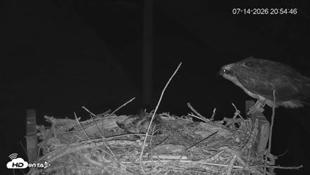 Fishers Island Middle Farms Ospreys Live Webcam - Jul 14, 2026, 8:55pm EDT