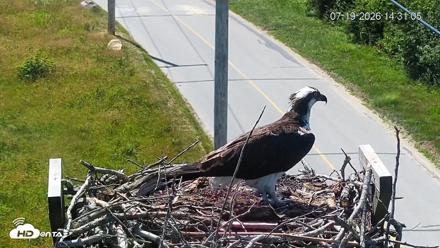 Fishers Island Middle Farms Ospreys Live Webcam - Jul 19, 2026, 2:32pm EDT