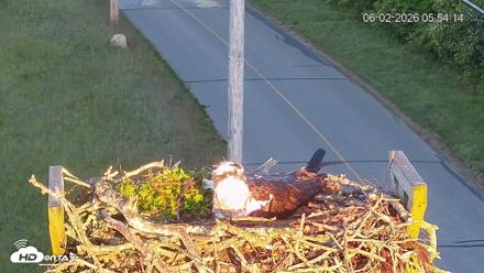 Fishers Island Middle Farms Ospreys Live Webcam - Jun 2, 2026, 5:55am EDT