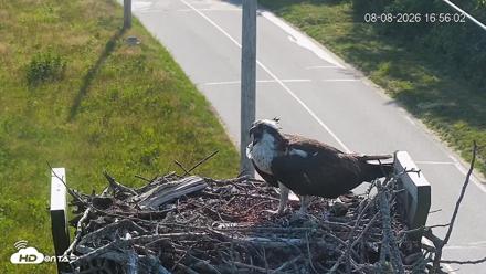 Fishers Island Middle Farms Ospreys Live Webcam - Aug 8, 2026, 4:56pm EDT