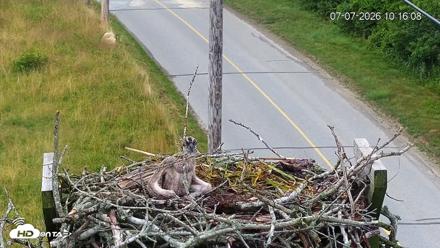 Fishers Island Middle Farms Ospreys Live Webcam - Jul 7, 2026, 10:16am EDT