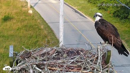 Fishers Island Middle Farms Ospreys Live Webcam - Jul 28, 2026, 8:04am EDT