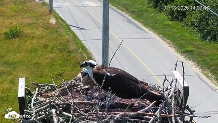 Fishers Island Middle Farms Ospreys Live Webcam - Jul 13, 2026, 2:10pm EDT