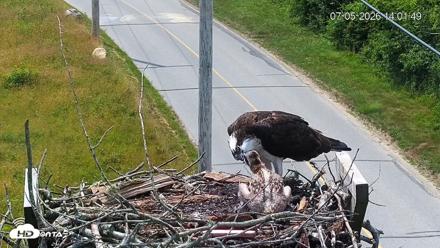 Fishers Island Middle Farms Ospreys Live Webcam - Jul 5, 2026, 2:02pm EDT