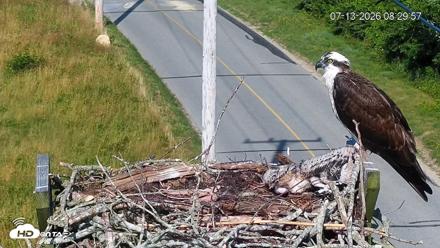 Fishers Island Middle Farms Ospreys Live Webcam - Jul 13, 2026, 8:31am EDT