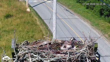 Fishers Island Middle Farms Ospreys Live Webcam - Jul 8, 2026, 9:39am EDT
