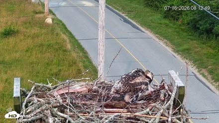 Fishers Island Middle Farms Ospreys Live Webcam - Jul 16, 2026, 8:13am EDT