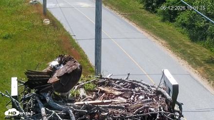 Fishers Island Middle Farms Ospreys Live Webcam - Jun 12, 2026, 3:02pm EDT