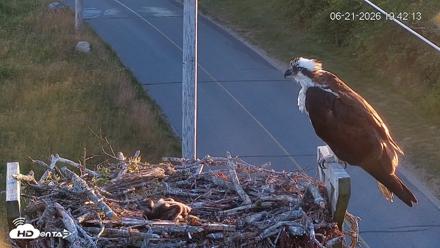Fishers Island Middle Farms Ospreys Live Webcam - Jun 21, 2026, 7:42pm EDT
