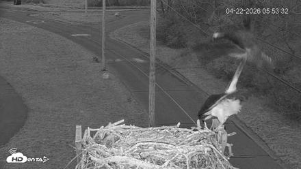 Fishers Island Middle Farms Ospreys Live Webcam - Apr 22, 2026, 7:25am EDT