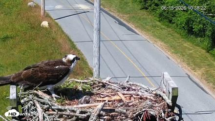 Fishers Island Middle Farms Ospreys Live Webcam - Jun 15, 2026, 10:39am EDT