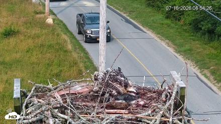 Fishers Island Middle Farms Ospreys Live Webcam - Jul 16, 2026, 8:55am EDT