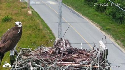 Fishers Island Middle Farms Ospreys Live Webcam - Jul 14, 2026, 1:44pm EDT
