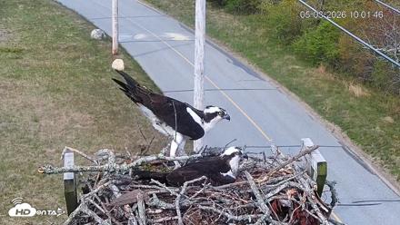 Fishers Island Middle Farms Ospreys Live Webcam - May 3, 2026, 11:01am EDT