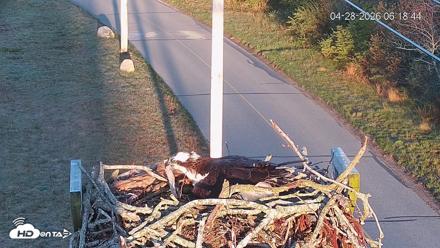 Fishers Island Middle Farms Ospreys Live Webcam - Apr 28, 2026, 6:19am EDT