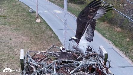Fishers Island Middle Farms Ospreys Live Webcam - Apr 25, 2026, 12:57pm EDT