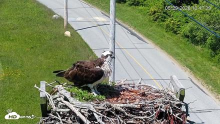 Fishers Island Middle Farms Ospreys Live Webcam - May 29, 2026, 10:48am EDT