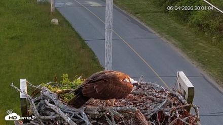 Fishers Island Middle Farms Ospreys Live Webcam - Jun 4, 2026, 8:01pm EDT
