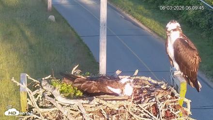 Fishers Island Middle Farms Ospreys Live Webcam - Jun 3, 2026, 6:10am EDT