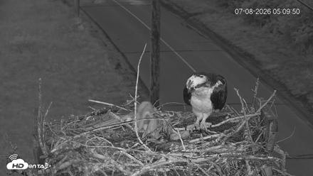 Fishers Island Middle Farms Ospreys Live Webcam - Jul 8, 2026, 2:18pm EDT