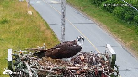 Fishers Island Middle Farms Ospreys Live Webcam - Jun 23, 2026, 12:17pm EDT