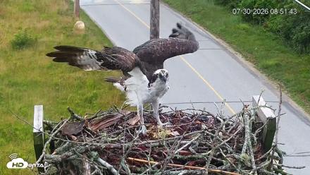 Fishers Island Middle Farms Ospreys Live Webcam - Jul 30, 2026, 9:04am EDT