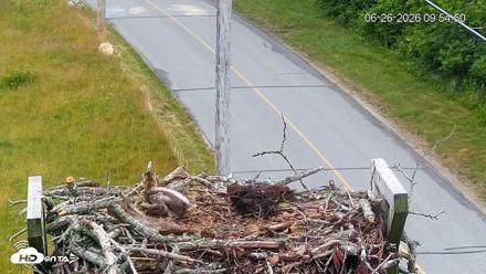 Fishers Island Middle Farms Ospreys Live Webcam - Jun 26, 2026, 9:56am EDT
