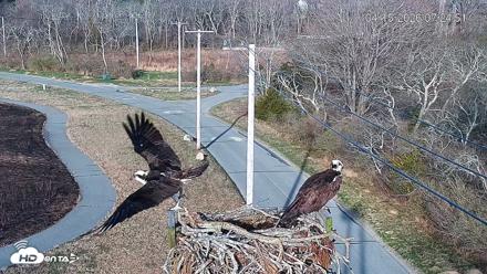Fishers Island Middle Farms Ospreys Live Webcam - Apr 15, 2026, 8:03am EDT